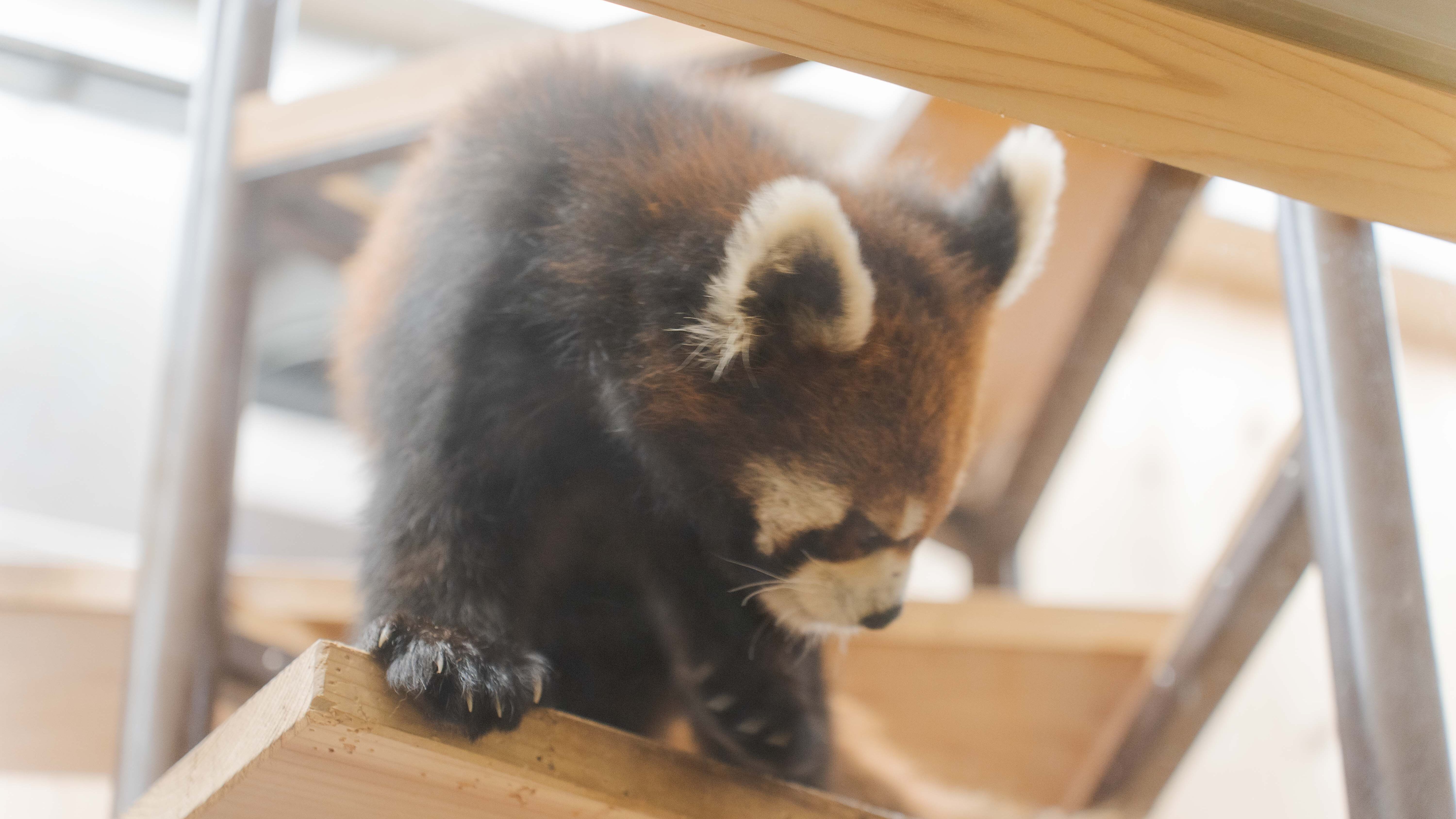 東山動物園のレッサーパンダ