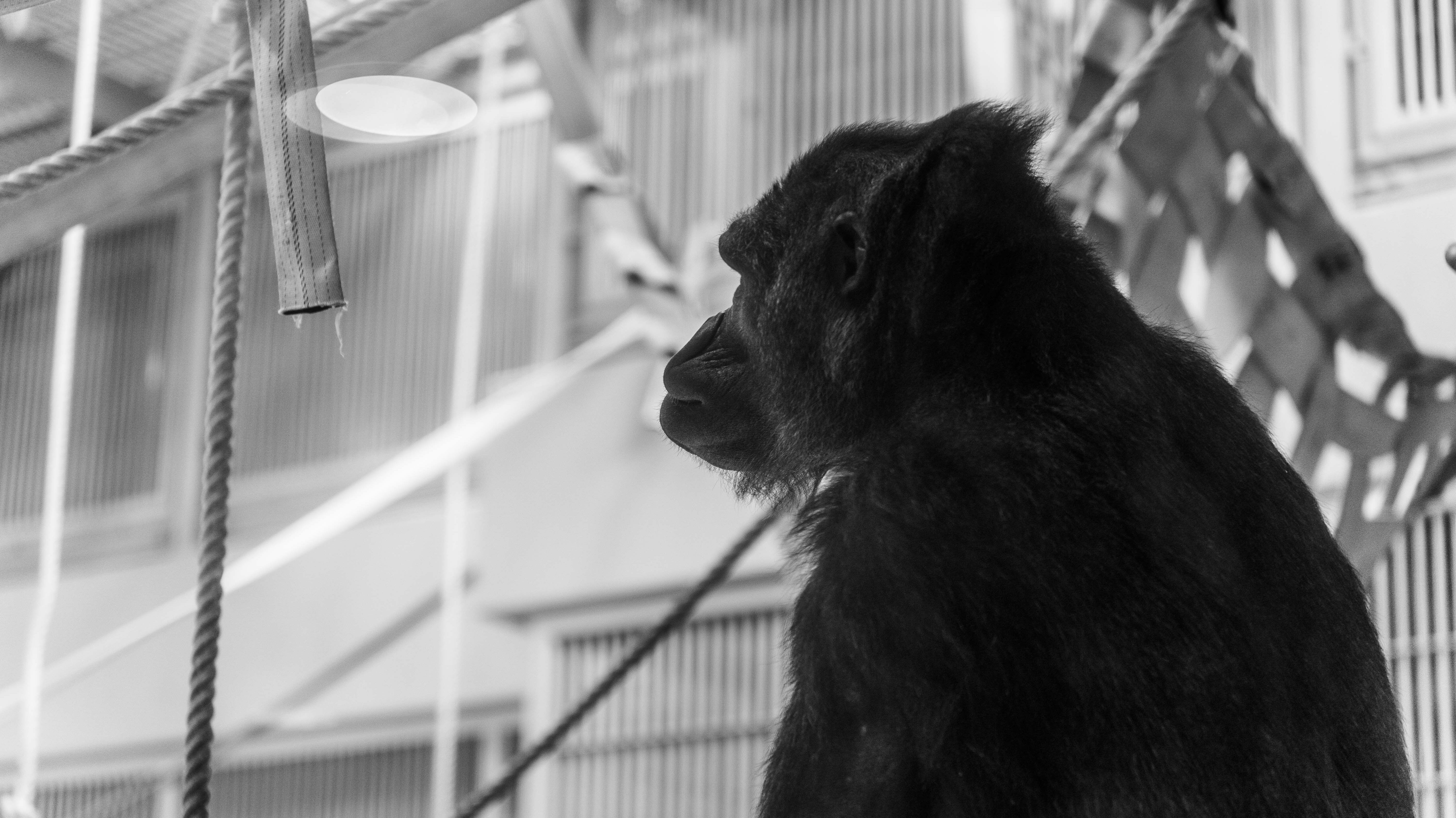 東山動物園のゴリラのシャバーニ