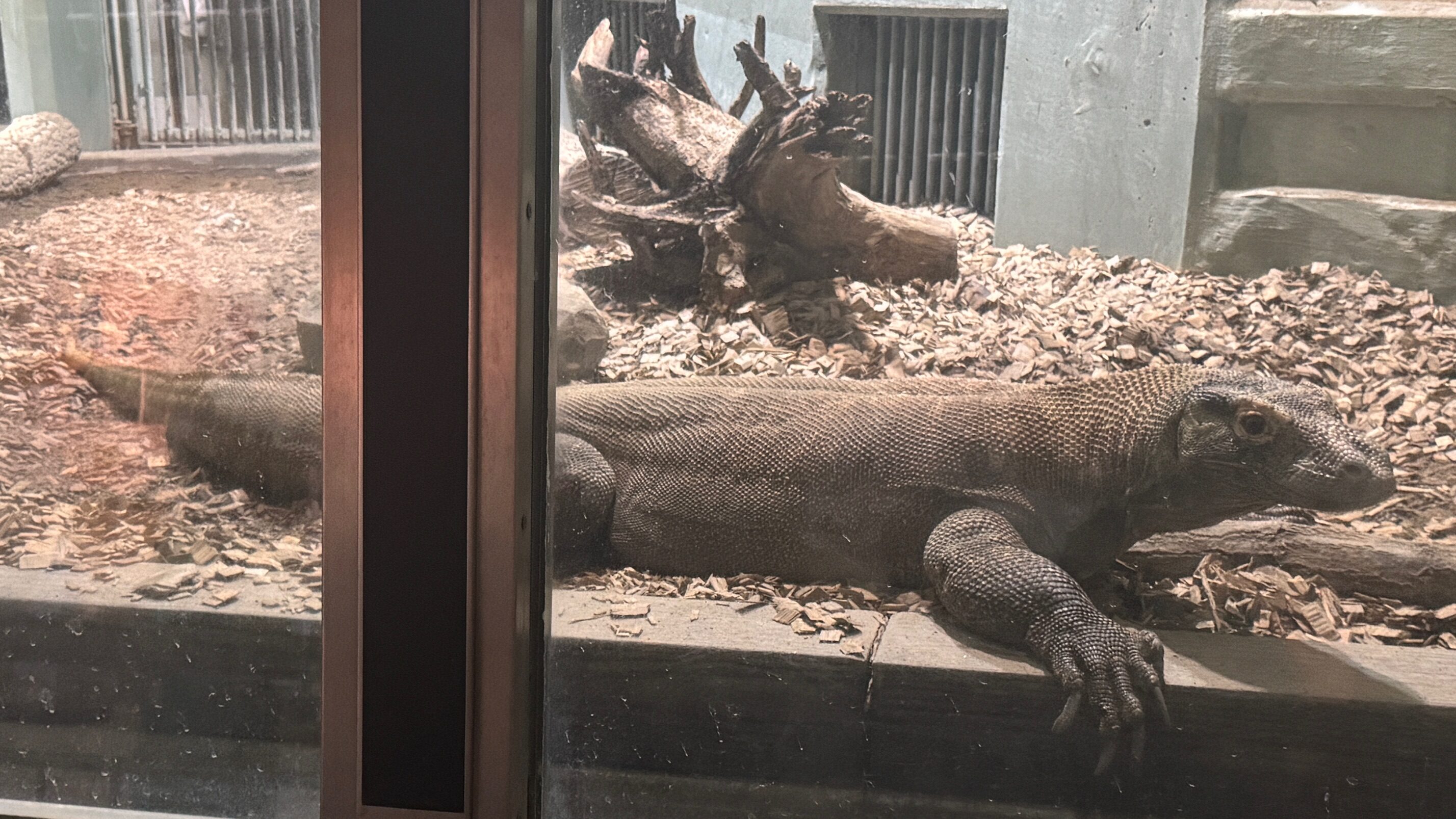 東山動物園のコモドオオトカゲ