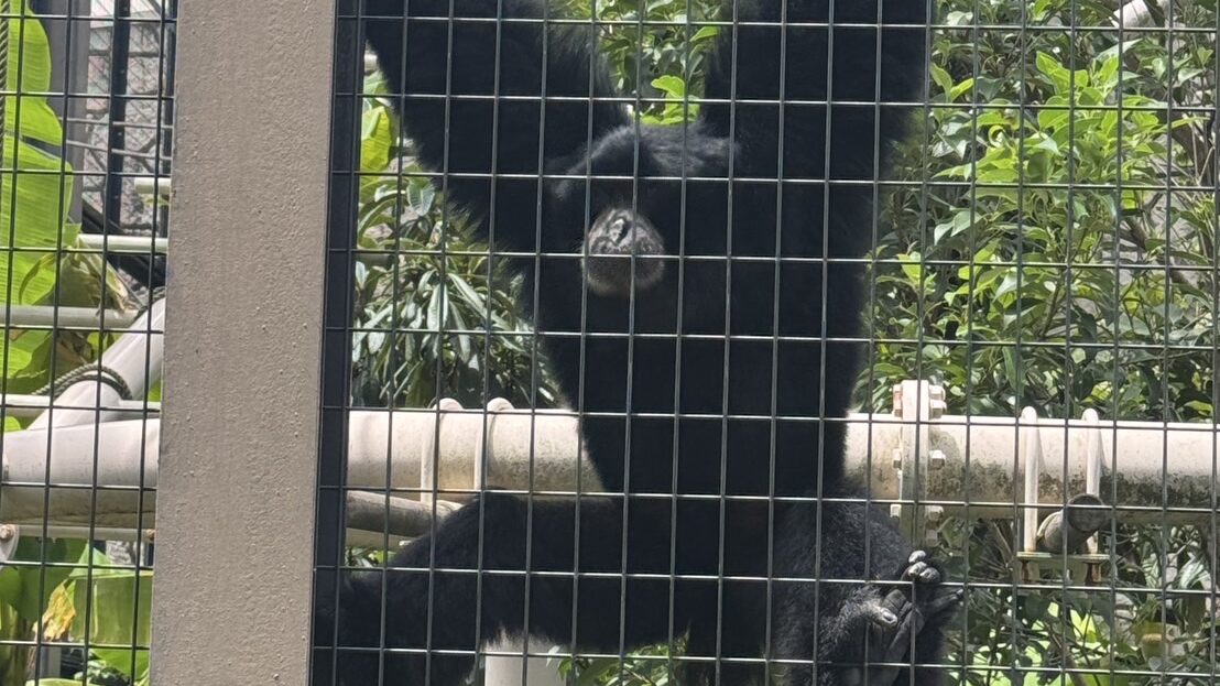 東山動物園のフクロテナガザルのケイジくん